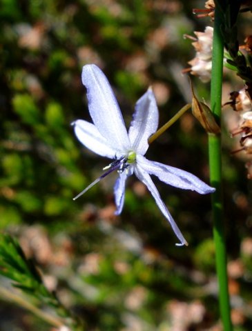 Caesia contorta style dominant in old flower